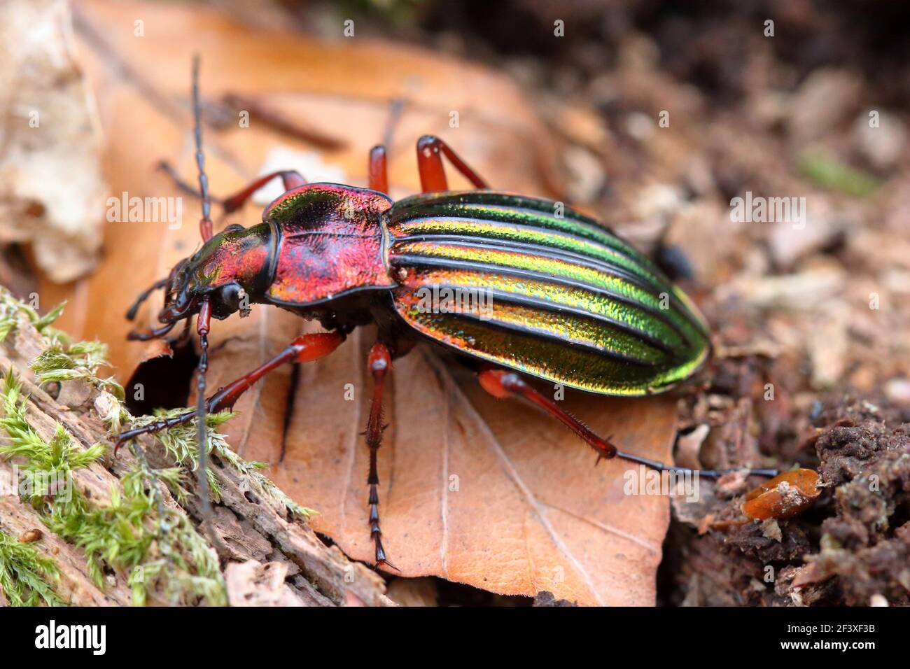 Ground-Beetle Carabus Chrysocarabus auronitens awakening from winter diapause Stock Photo