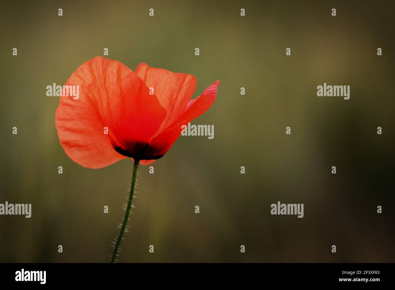Isolated poppy flower hi-res stock photography and images - Alamy