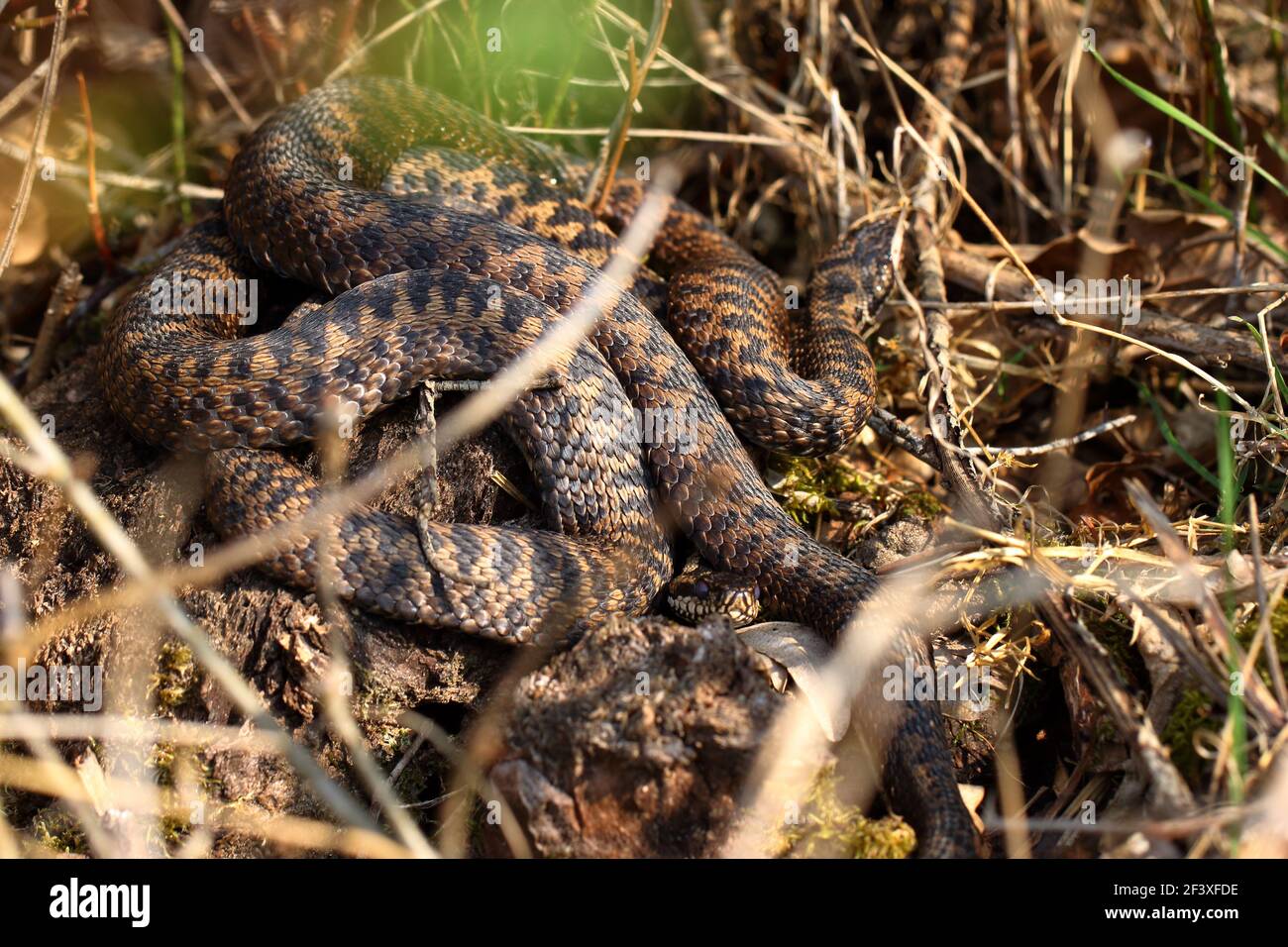 Crossed adder hi-res stock photography and images - Alamy