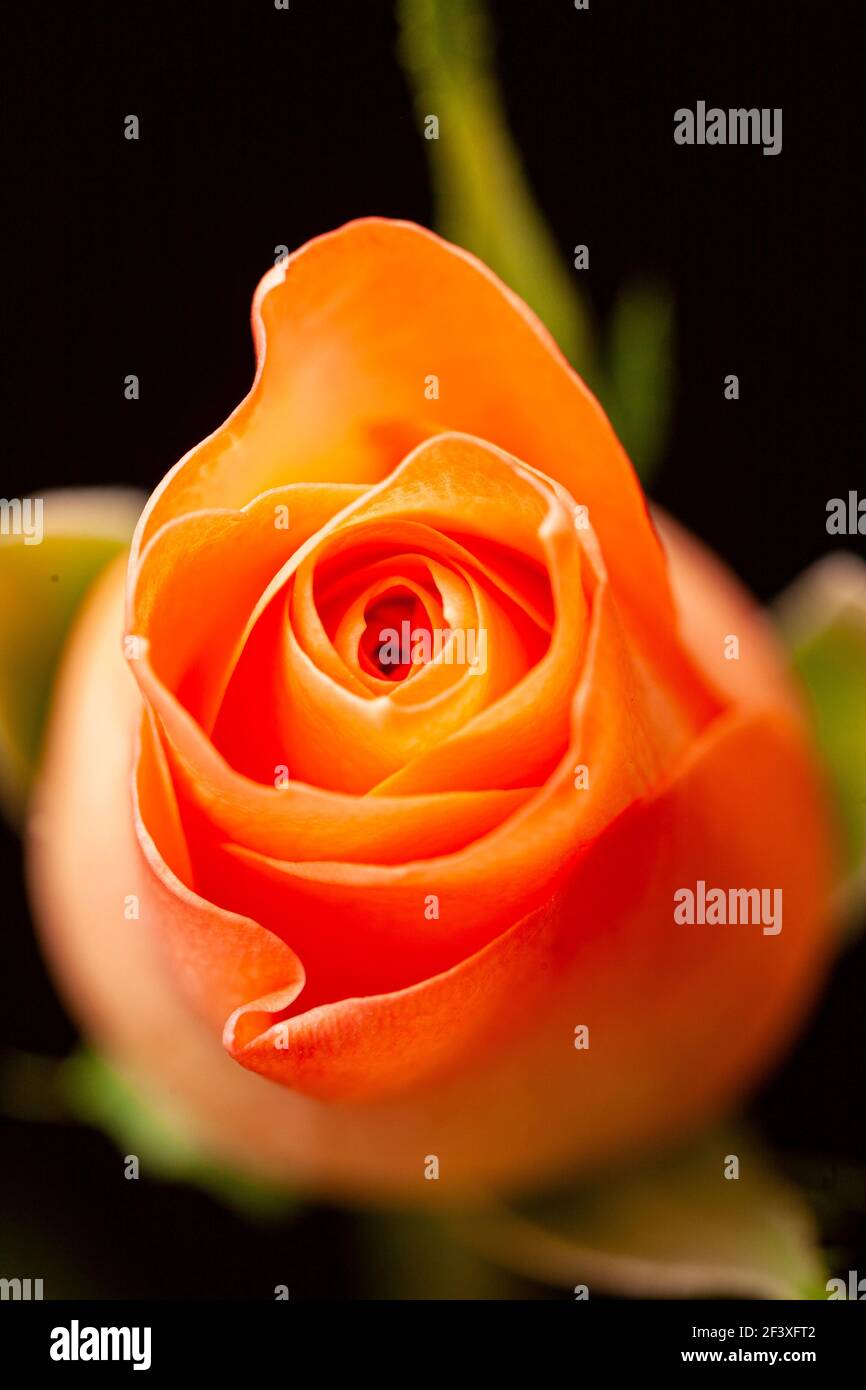 Orange rosebud against a black background Stock Photo