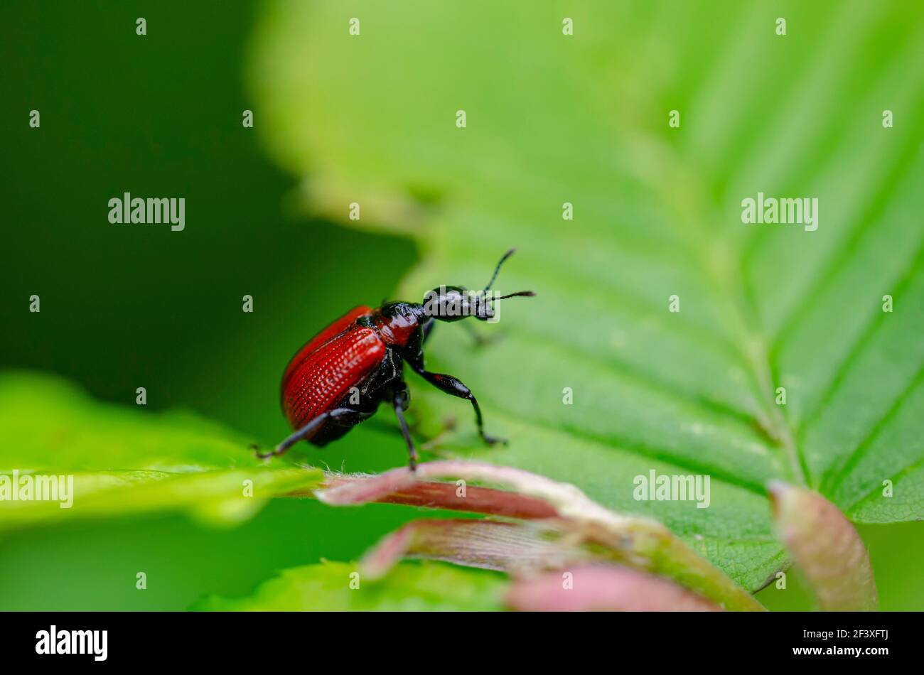 Apoderus coryli Beetle Stock Photo