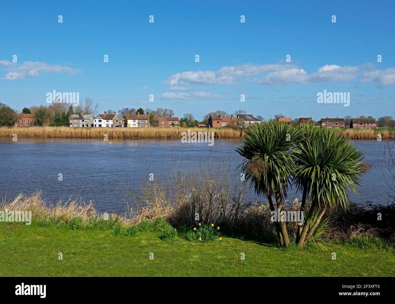 Houses in the village of Skelton, on the far side of the River Ouse