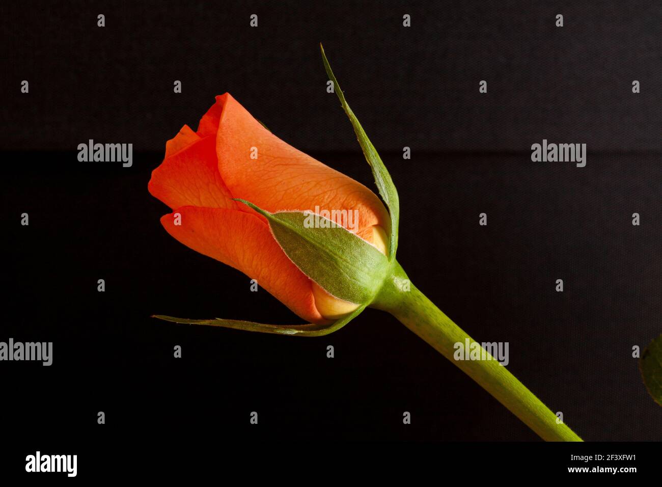 Orange rosebud against a black background Stock Photo