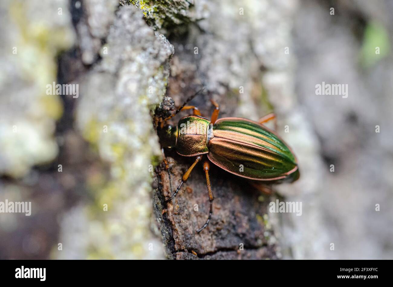 Ground beetle Carabus auratus feeding on sap Stock Photo