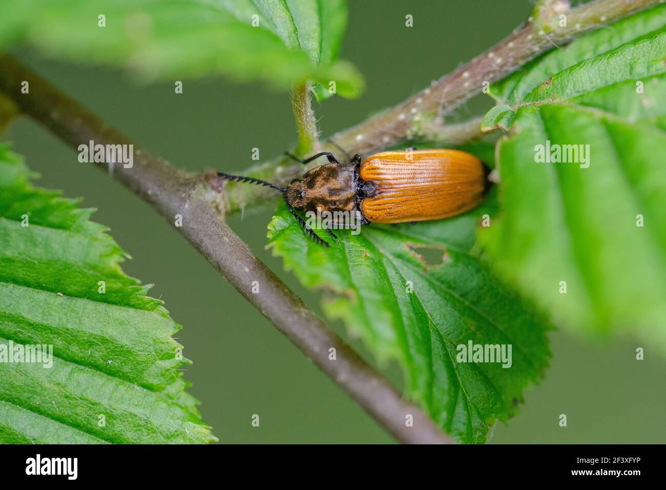 Click-beetle Anostirus castaneus Stock Photo