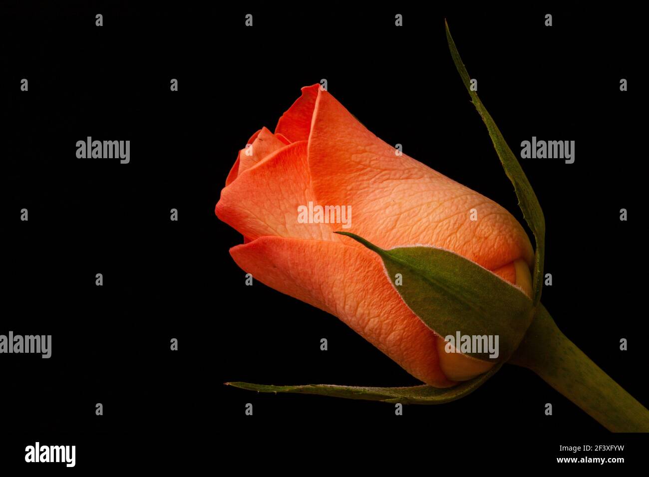 Orange rosebud against a black background Stock Photo