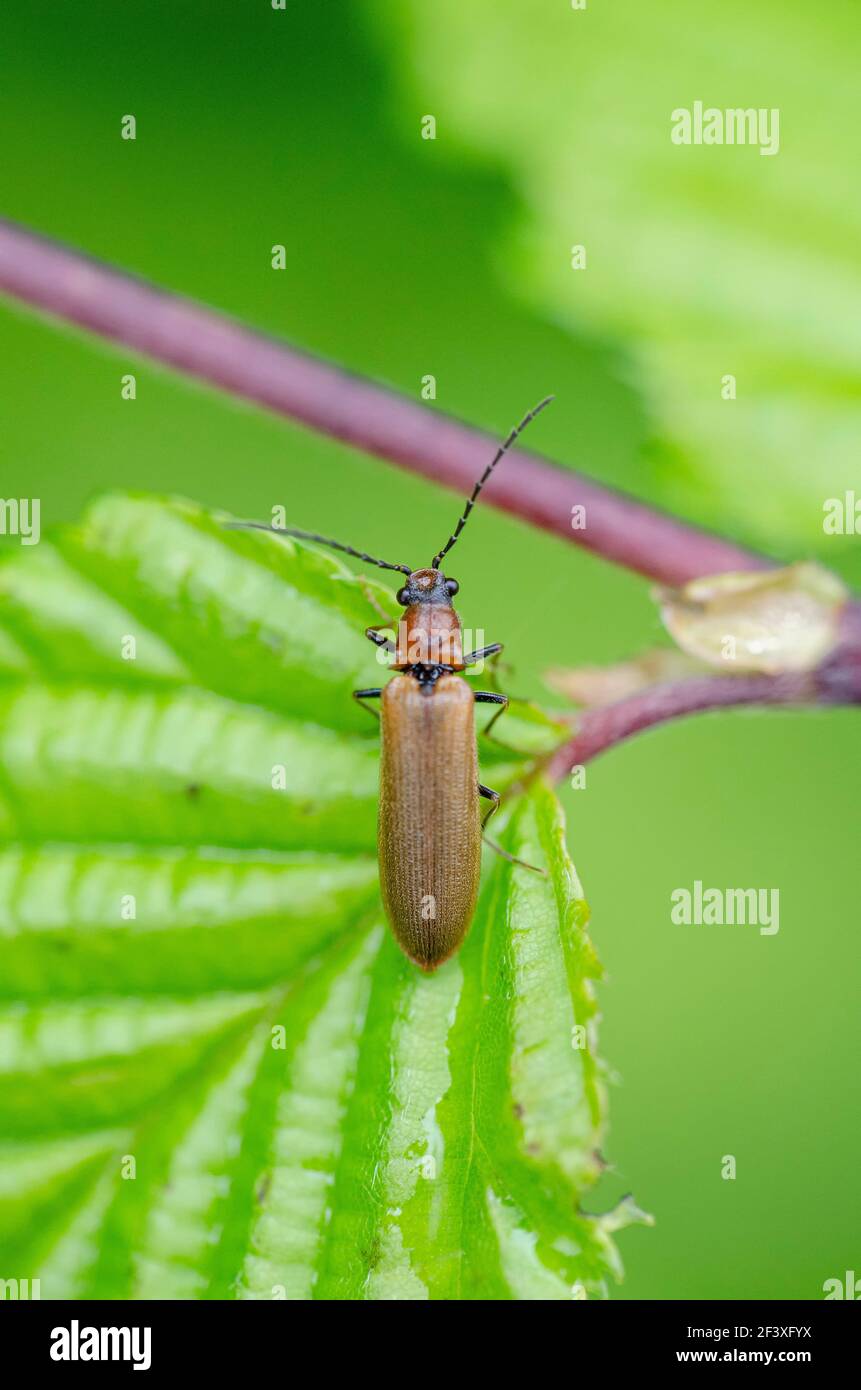 Click-beetle Denticollis linearis Stock Photo