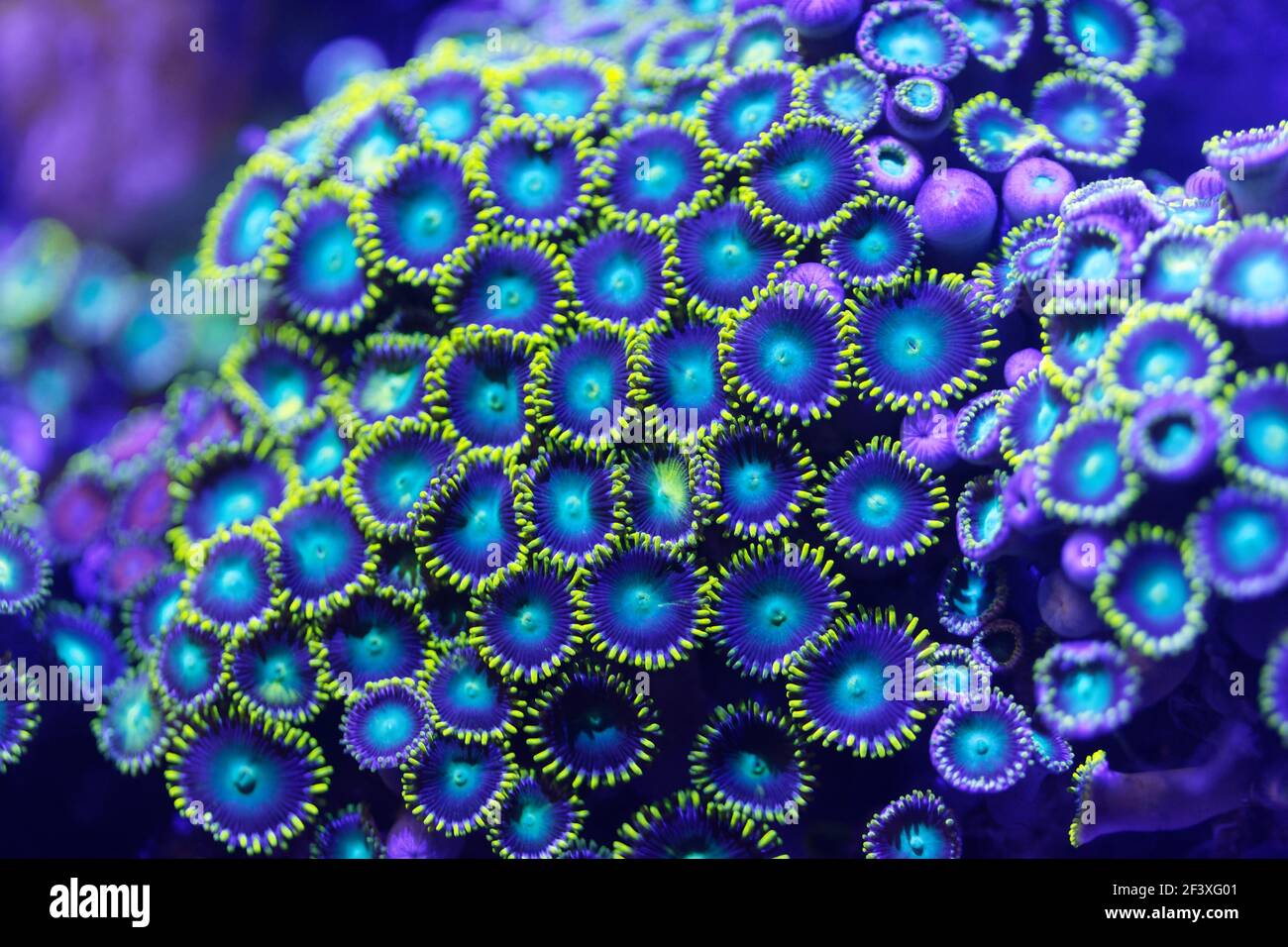 Coral under UV light Stock Photo