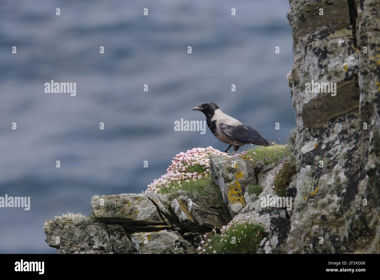 Hooded Crow - On sea cliff Corvus corone cornix Sumburgh Head RSPB Reserve Shetland Mainland, UK BI010367 Stock Photo