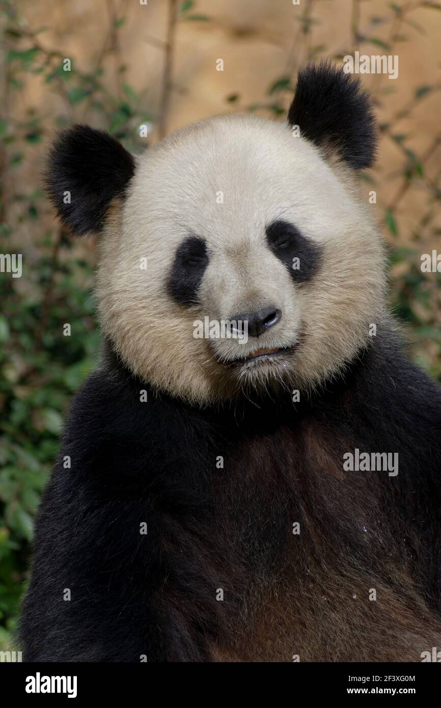 Giant Panda portrait Stock Photo