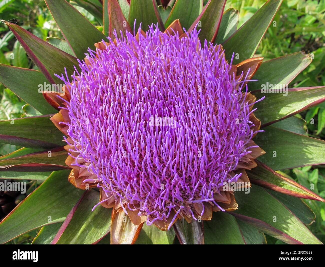 One beautiful purple flower and green leaves of Artichoke (Cynara