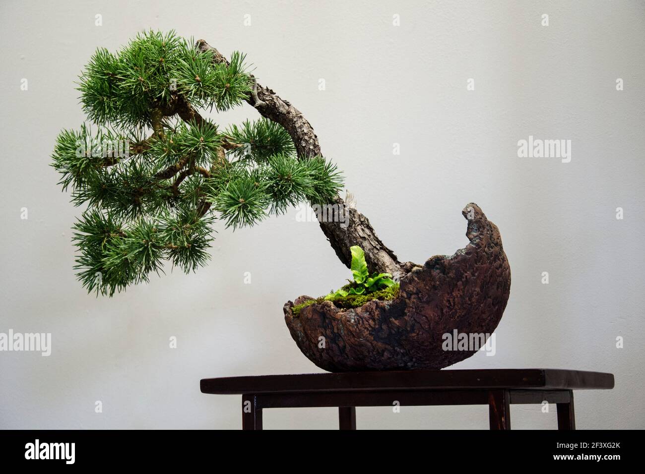Bonsai Pine-tree on low table Stock Photo