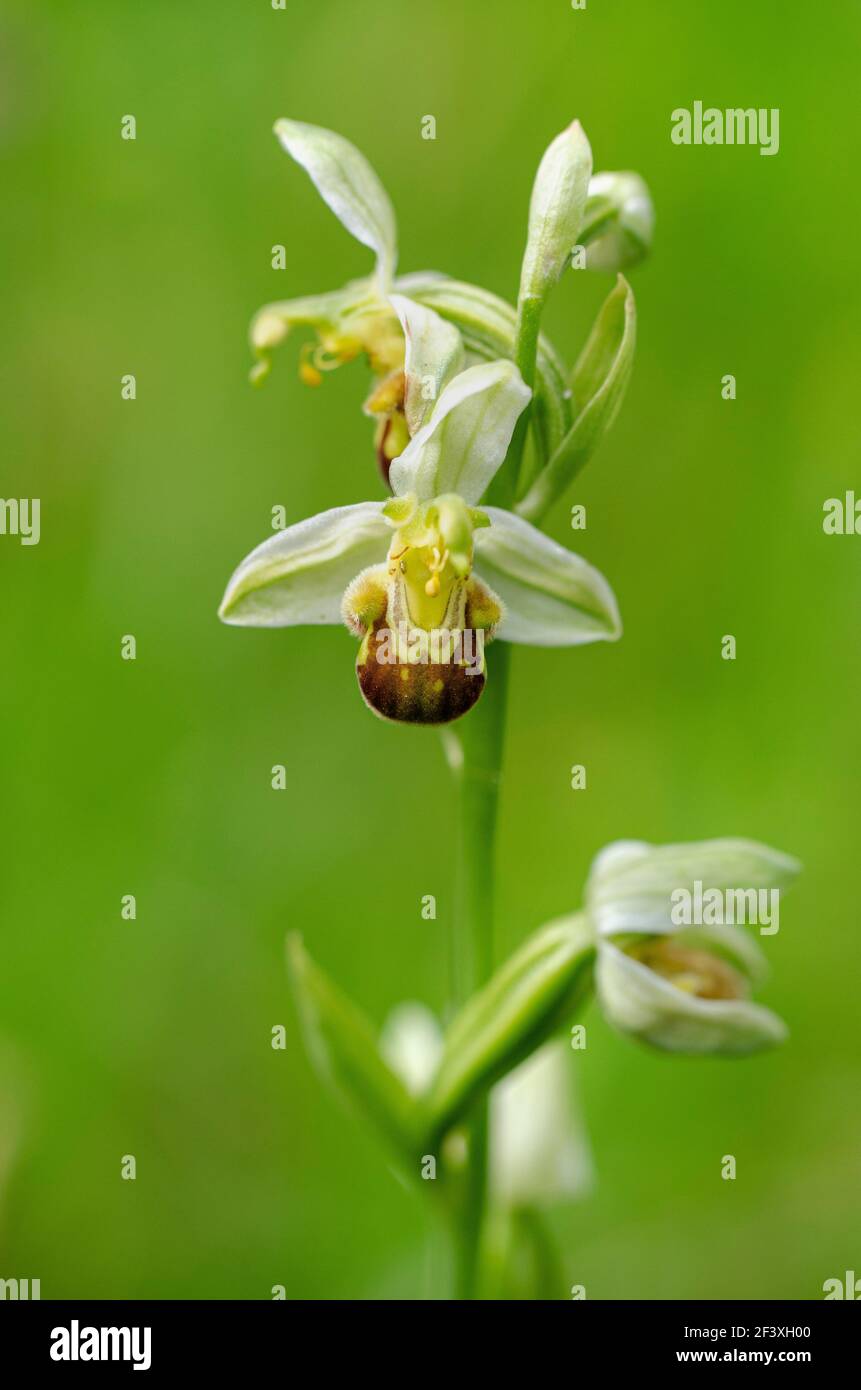 Orchid Ophrys apifera in close up with green boek Stock Photo