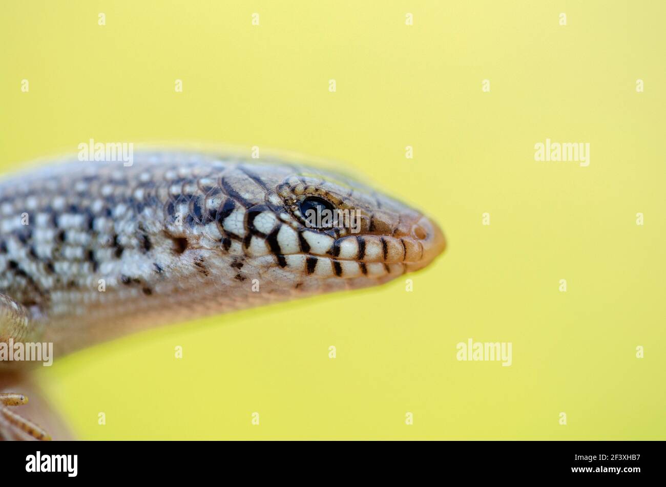 Lizard Chalcides ocellatus in close-up from Crete, Greece Stock Photo