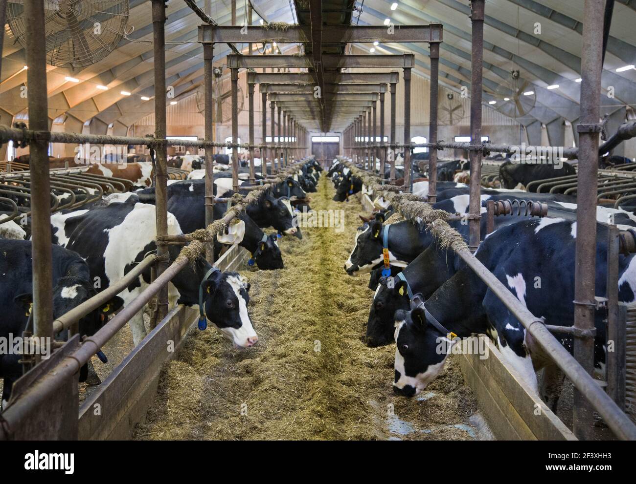 Cows on a dairy farm Stock Photo Alamy