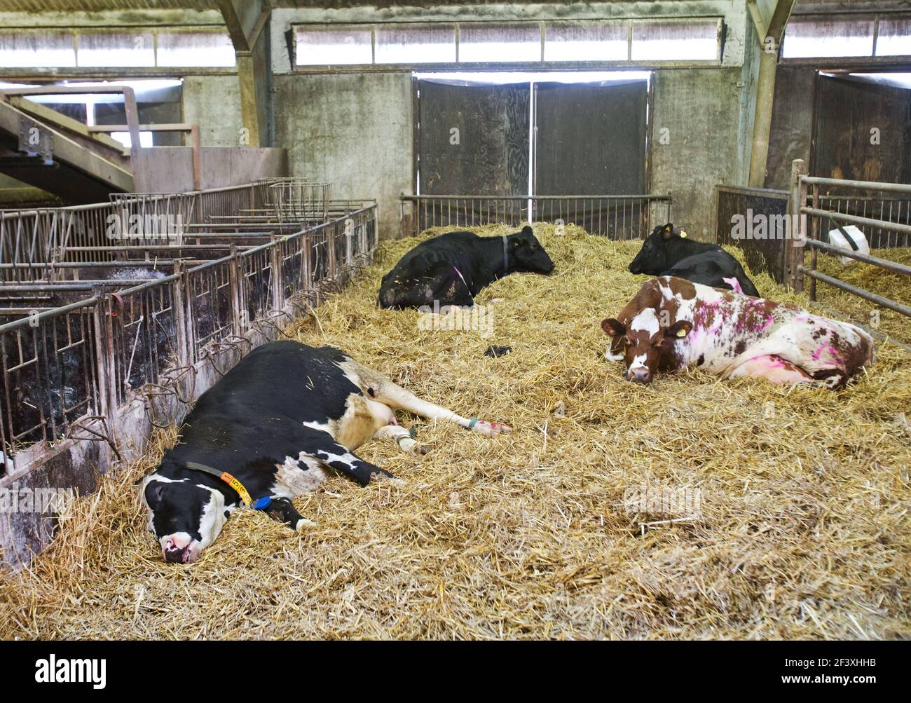 Cows on a dairy farm Stock Photo - Alamy