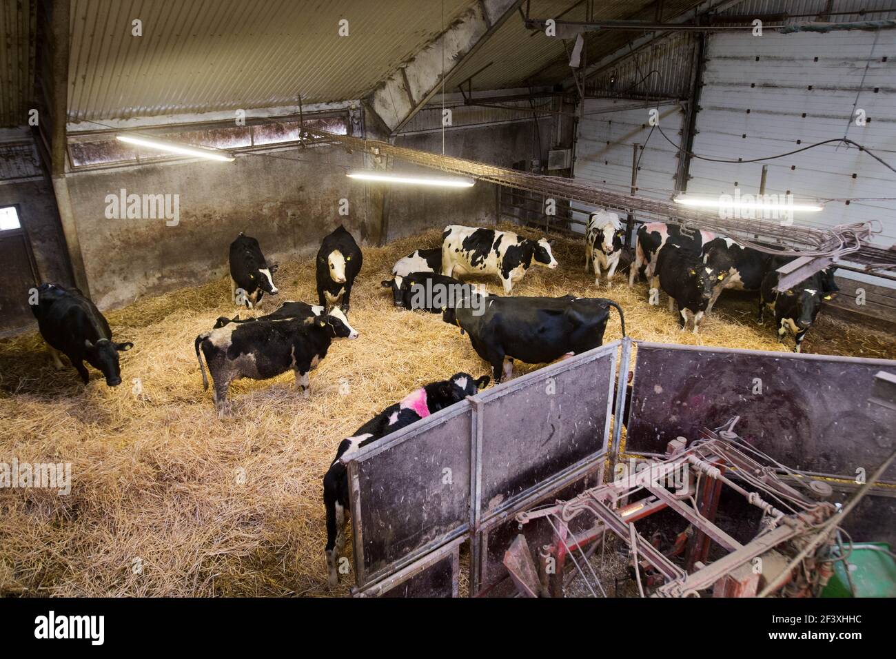 Cows on a dairy farm Stock Photo - Alamy