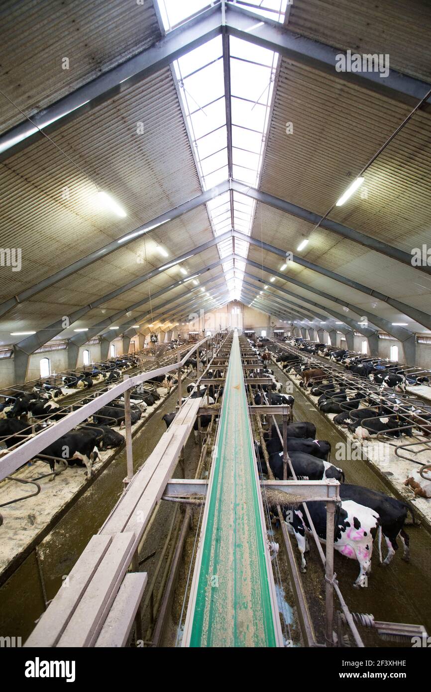 Cows on a dairy farm Stock Photo - Alamy