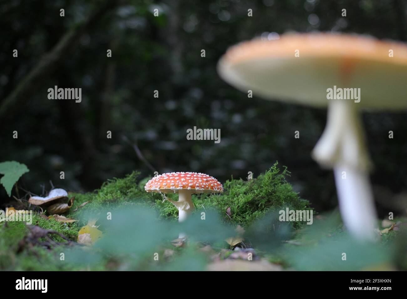 a red fly agaric mushroom in between green moss and plants and trees closeup in a forest in autumn Stock Photo