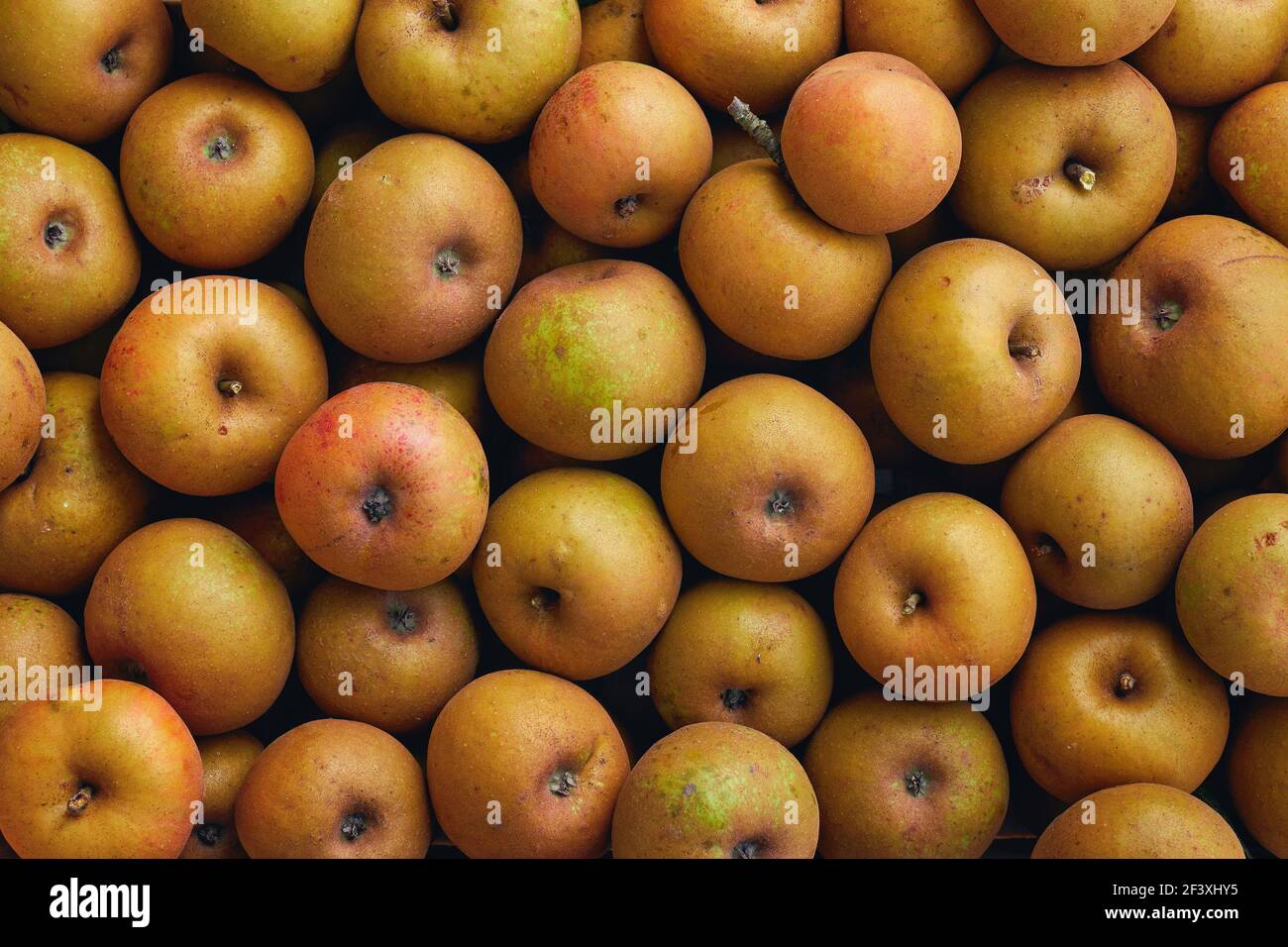 Heirloom reinette apples. An apple of rustic appearance that is very authentic and rich in flavors. Stock Photo