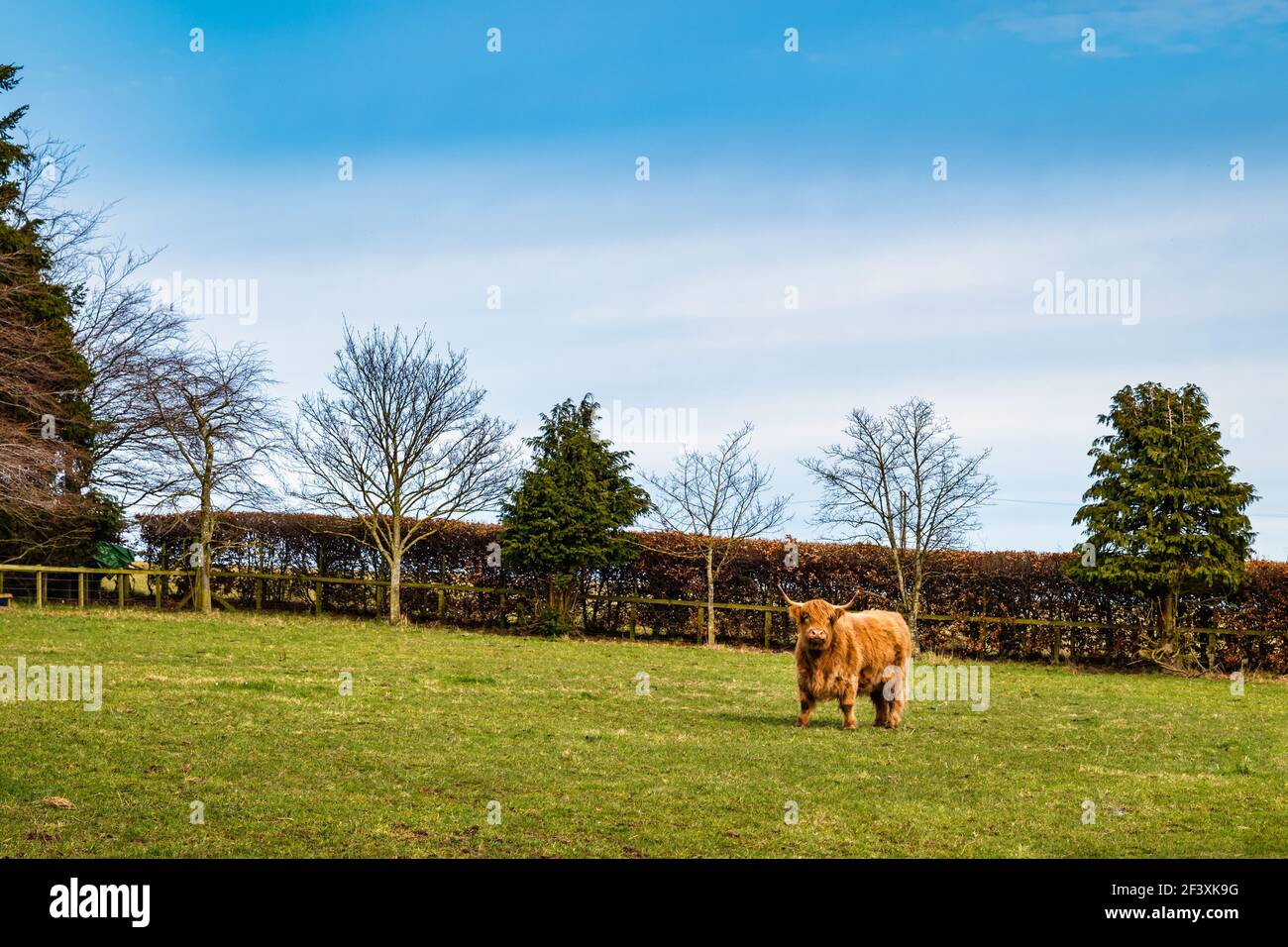 Brown Highland cow bull with large horns in a field on a sunny day with blue sky, Scotland, UK Stock Photo