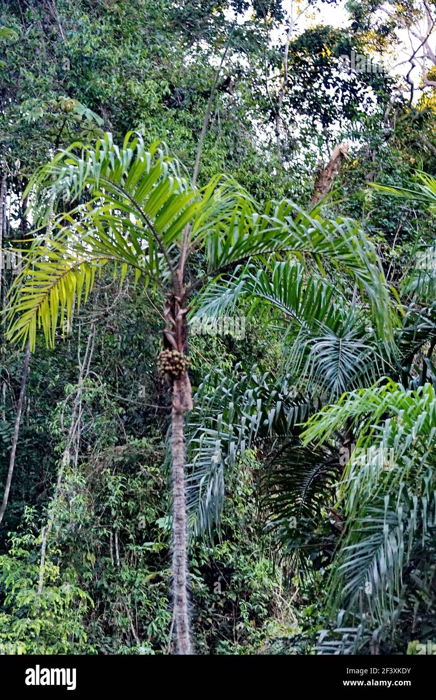 Palm trees in the Cuyabeno Wildlife Reserve outside of Lago Agrio, Ecuador Stock Photo