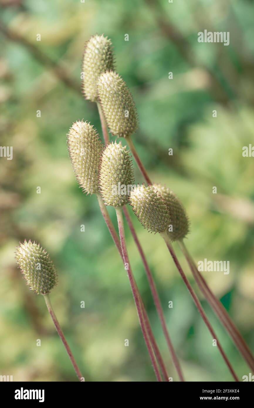 Anemone flowers bloomed in the garden Stock Photo