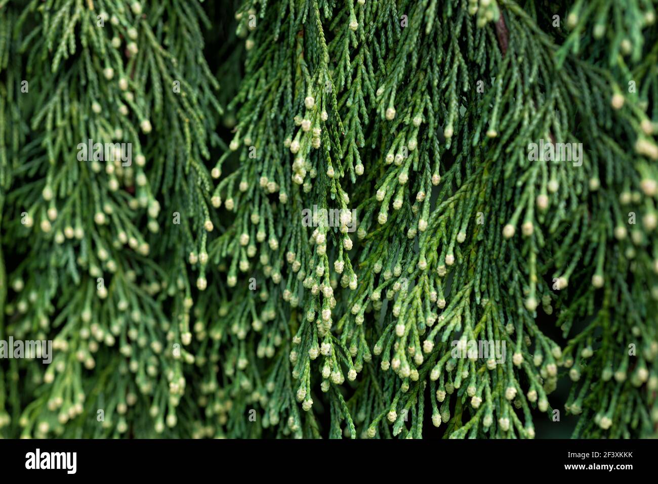 Tree branches of Chamaecyparis nootkatensis closeup Stock Photo