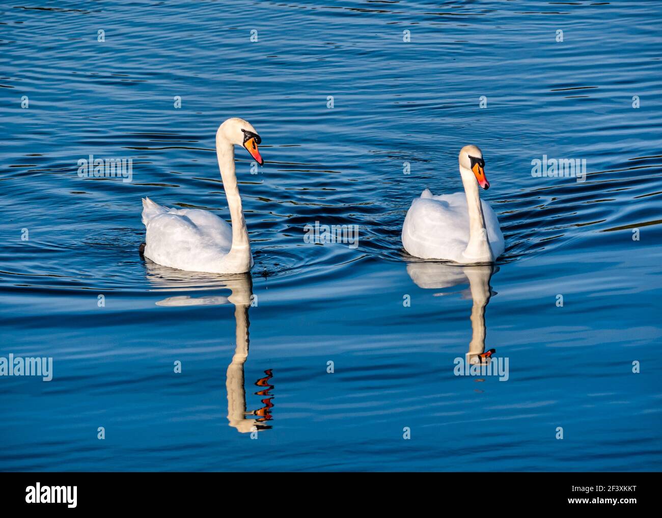 Pair Of Male Mute Swans High Resolution Stock Photography and Images