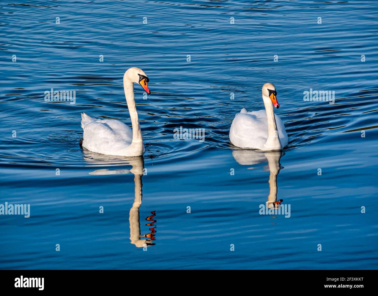 Male and female pair of mute swans (Cygnus olor) reflected in water in Spring sunshine, Scotland, UK Stock Photo