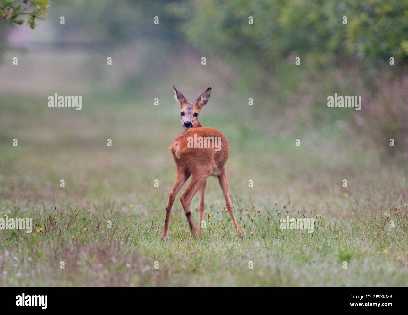 Vigilant young Roe deer looking back Stock Photo