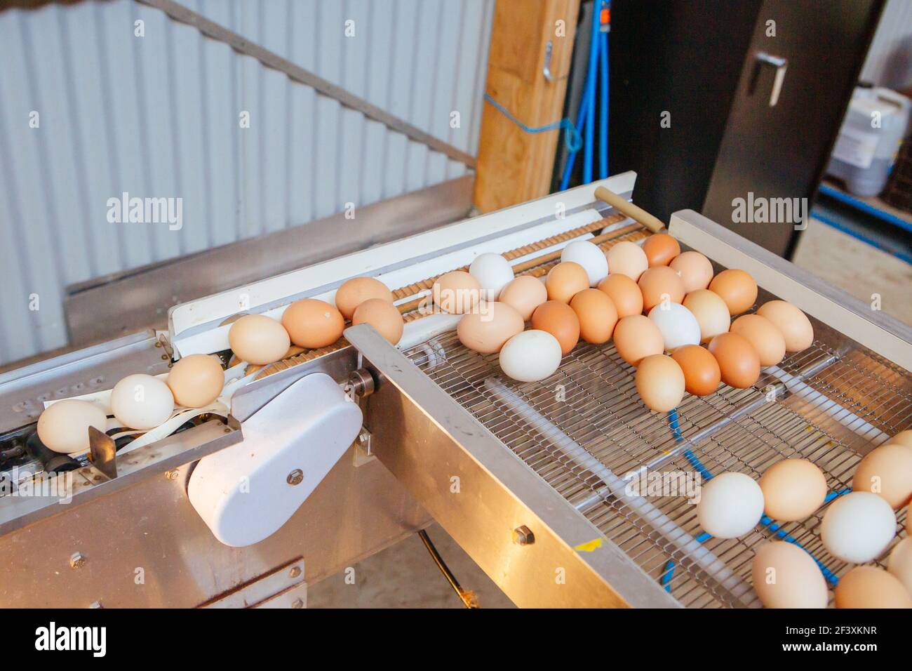 Egg Sorting Machine in Australia Stock Photo Alamy