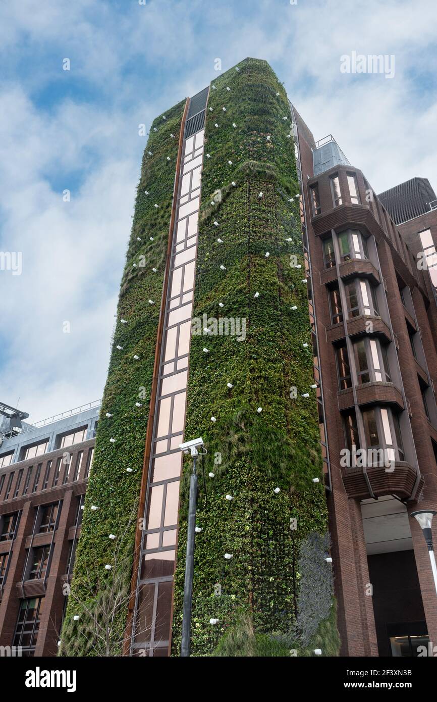 Living wall on Dukes Court, a 40 metre tall office building in Woking town, Surrey, England, UK, covered with green plants Stock Photo
