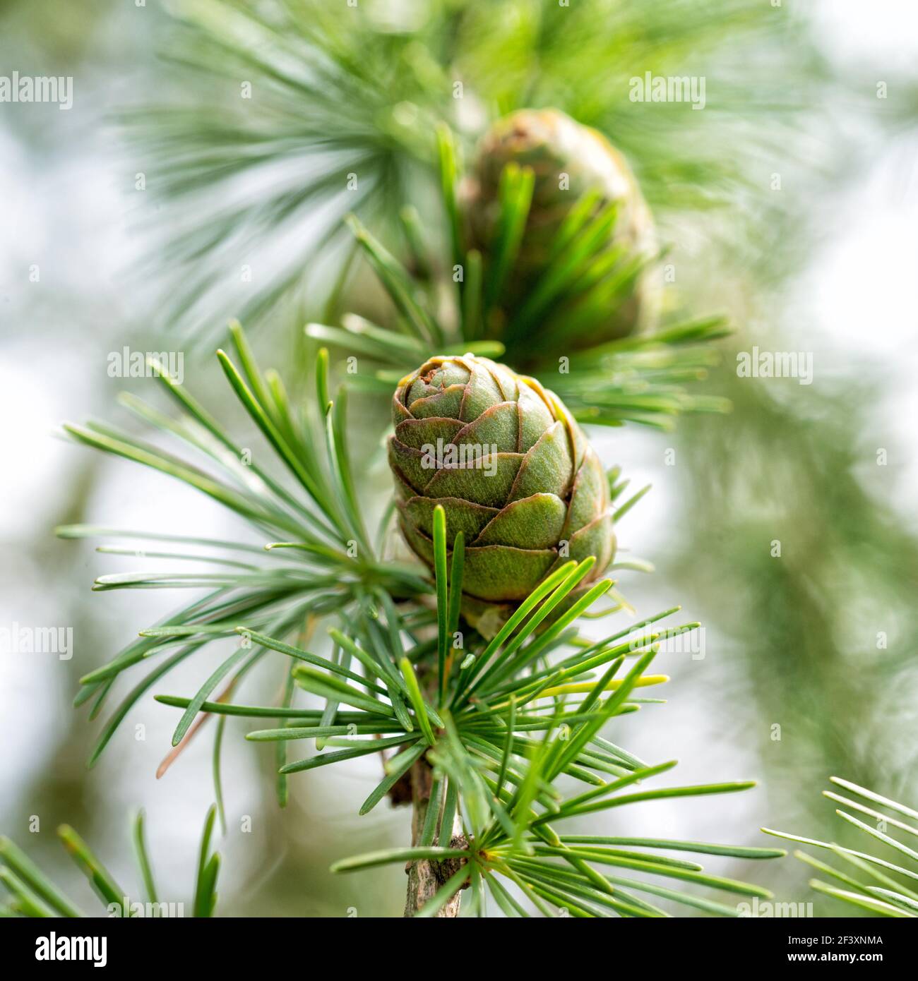 Green Cones on Larix sibirica tree close-up Stock Photo