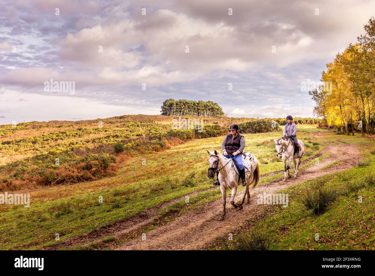 Horse Riding near Friends Crump, Ashdown Forest, Maresfeild, East Sussex, England, UK Stock Photo