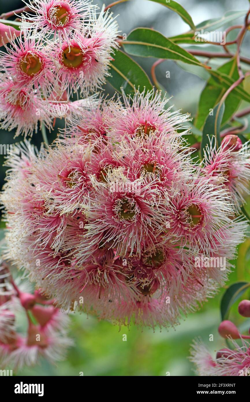 Pink and white blossoms of the Australian native gum tree Corymbia Fairy Floss, family Myrtaceae