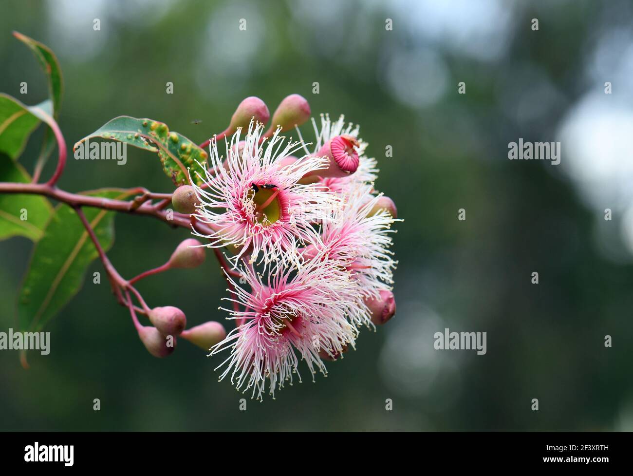 Pink and white blossoms of the Australian native gum tree Corymbia Fairy Floss, family Myrtaceae