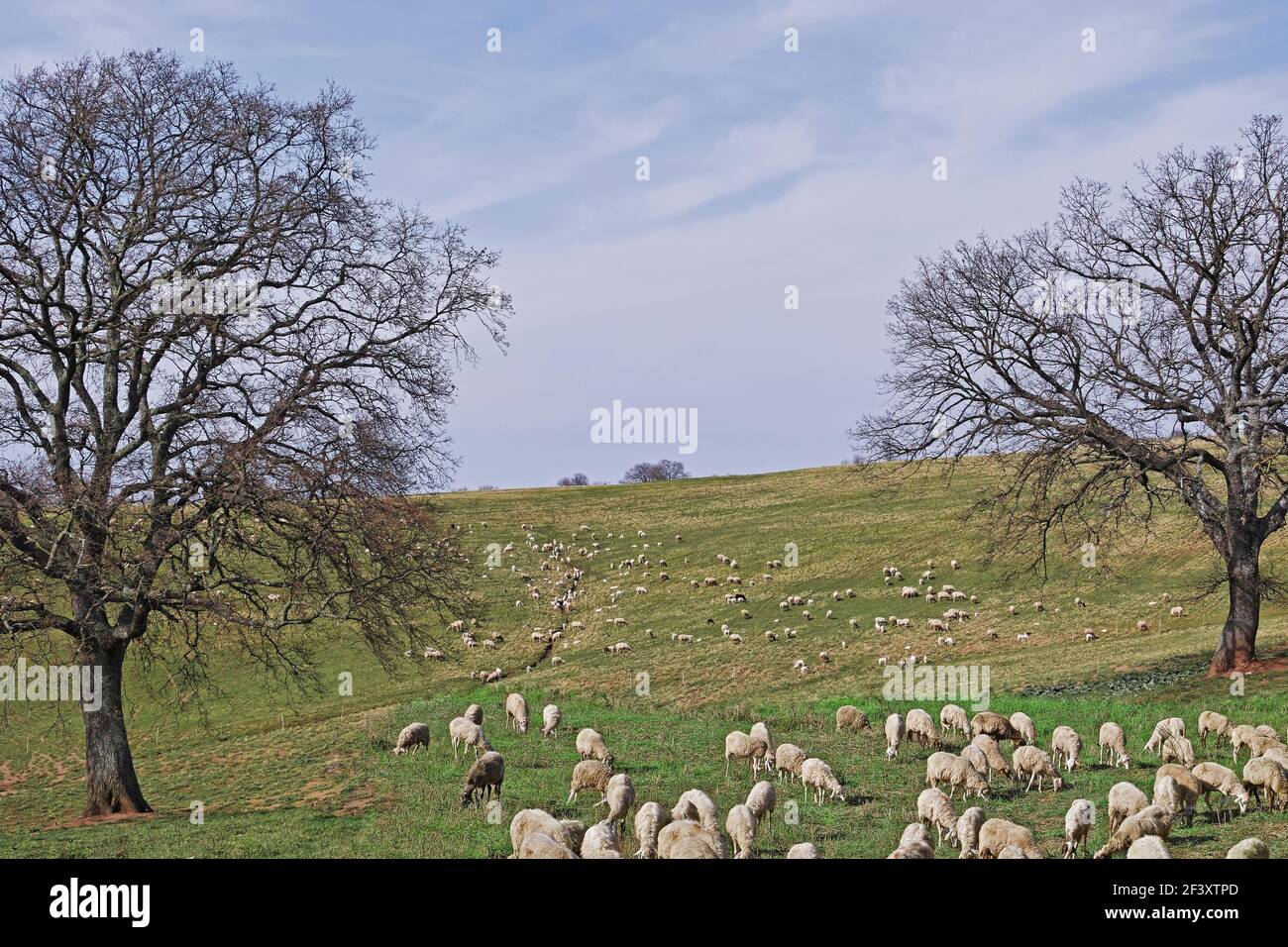 large flock of grazing sheep, Ovis aries, Bovidae Stock Photo