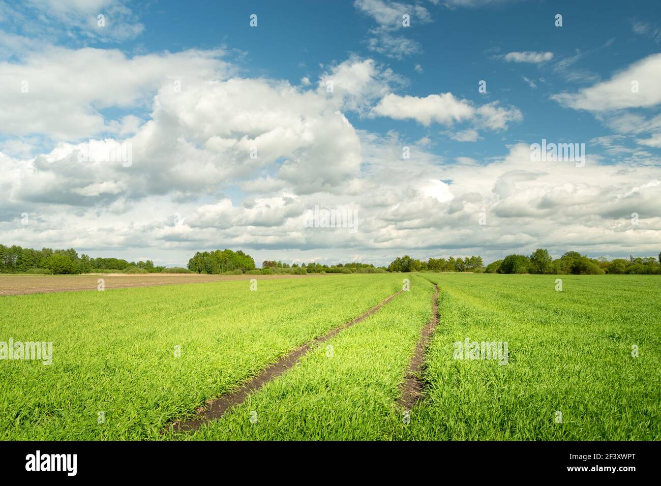 Spring green rural field and white clouds against a blue sky Stock Photo