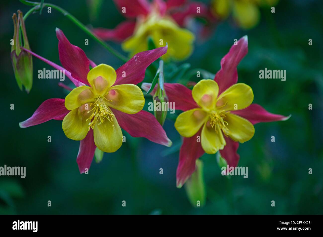 A closeup shot of Columbine flowers with yellow center and pink outer