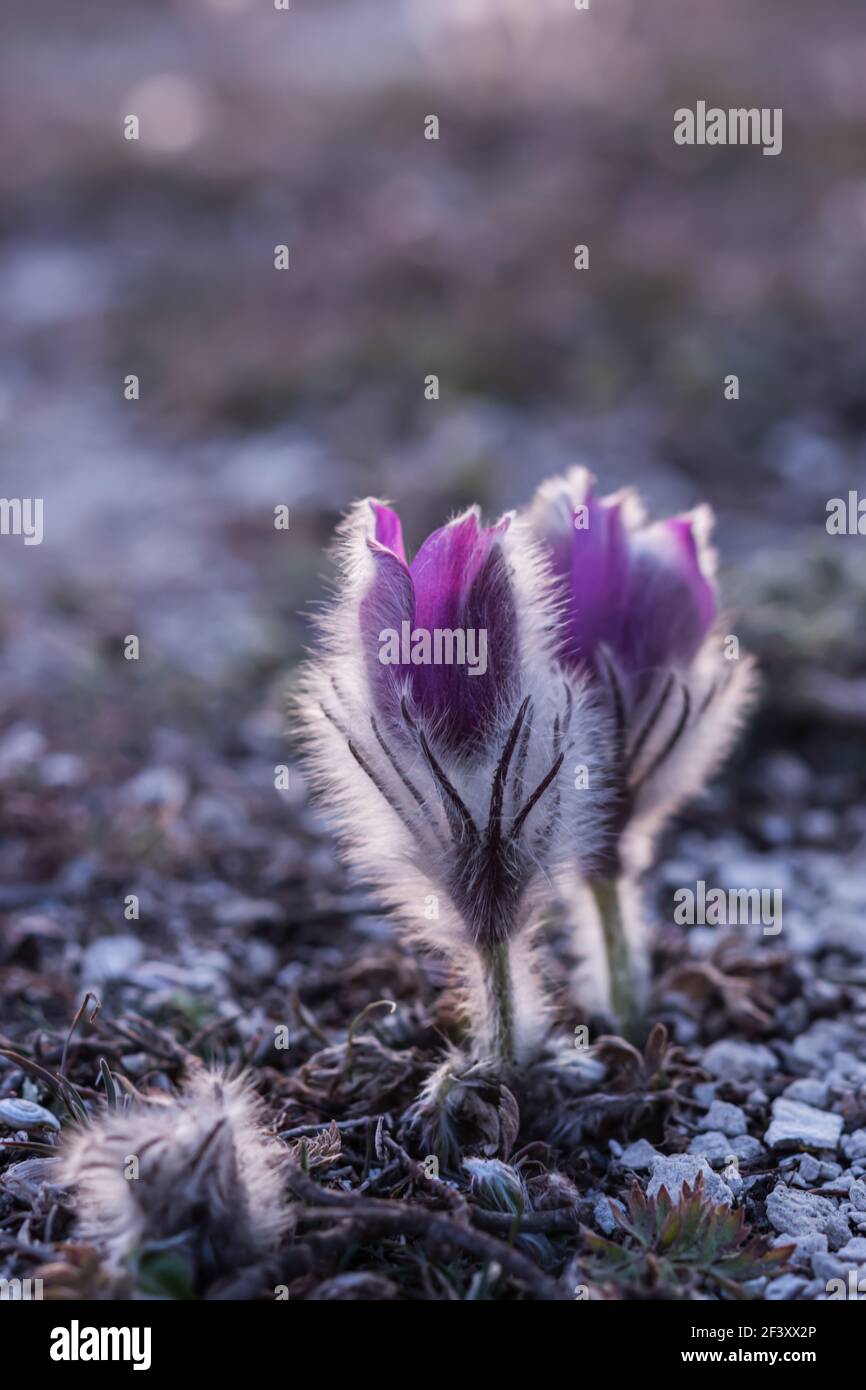Dream-grass beautiful purple Pulsatilla patens blooms in spring in the mountains. Atmospheric spring background. Two delicate, fragile flowers in soft Stock Photo
