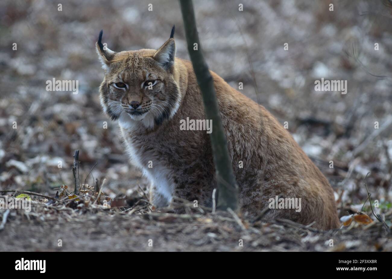 Olomouc, Czech Republic. 18th Mar, 2021. Female Carpathian lynx (Lynx ...