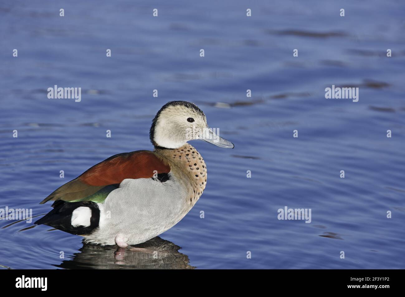 Ringed Teal Callonetta leucophrys WWT Martin Mere Lanacashire, UK BI013230 Stock Photo