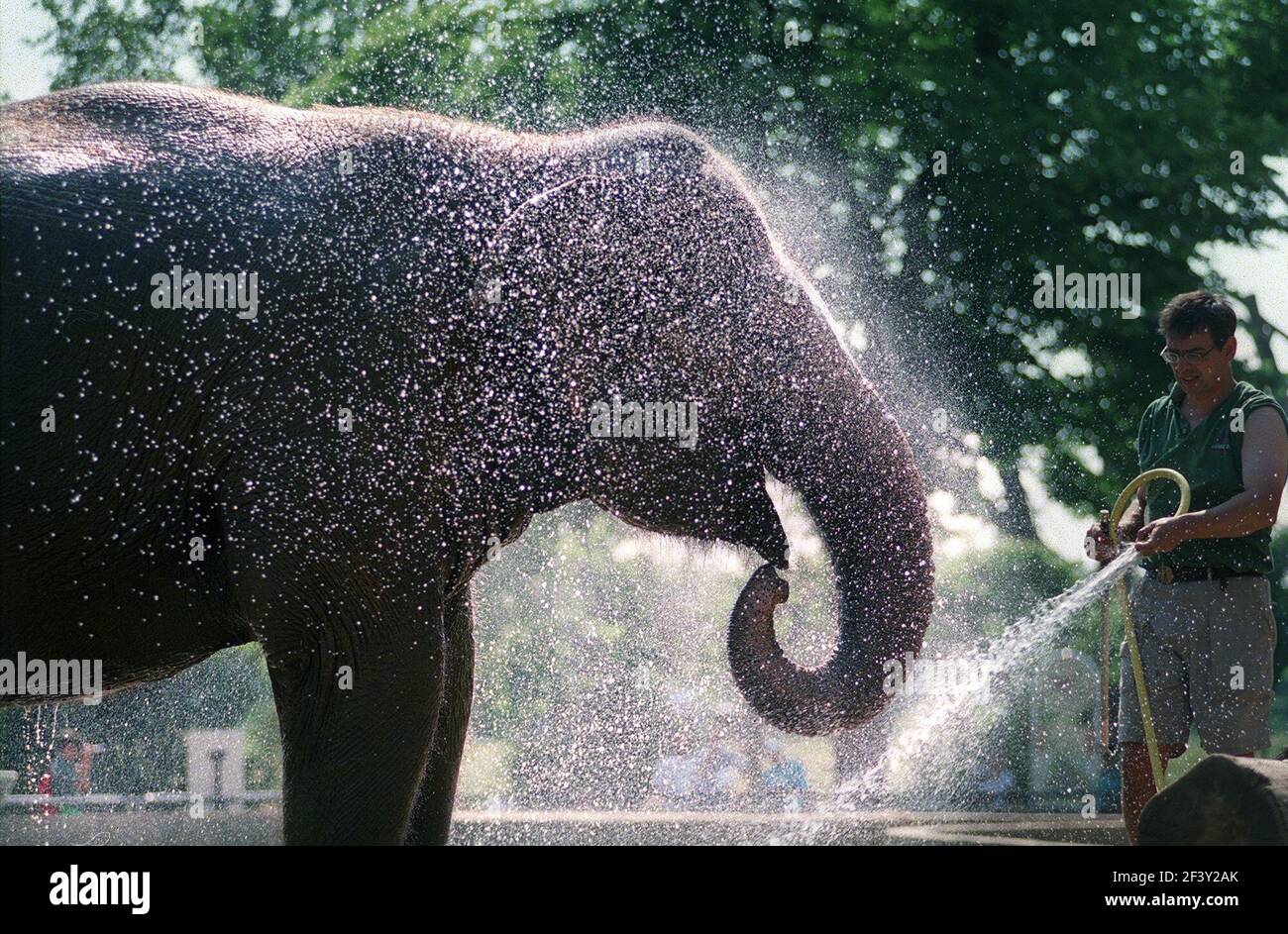 WEATHER SUMMER ELEPHANT WASH REGENTS PARK ZOOLAYANG LAYANG THE ASIAN ELEPHANT TAKES A WELCOME SHOWER FROM HIS HANDLER JIM ROBSON. Stock Photo