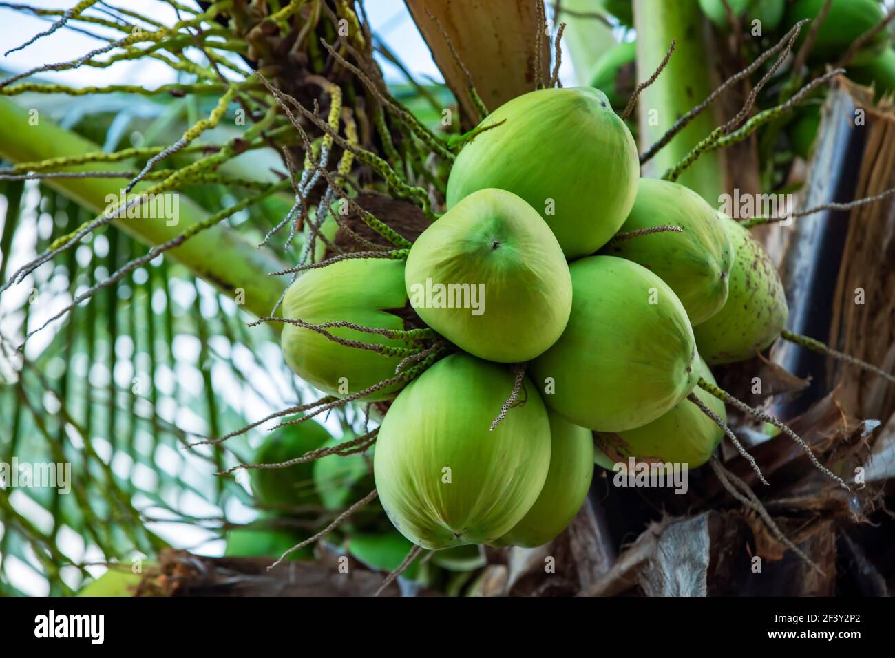 Green coconuts hires stock photography and images Alamy