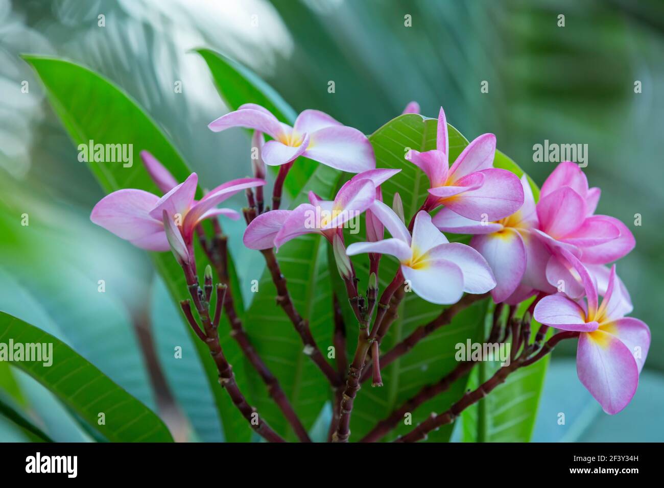 Pink Frangipani Hi Res Stock Photography And Images Alamy