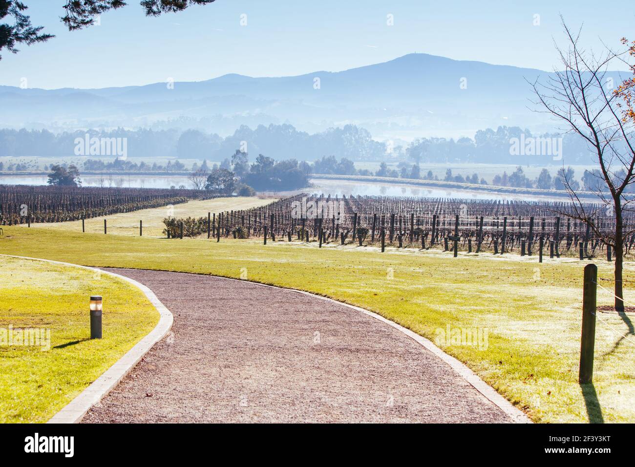 Foggy Yarra Valley During Winter in Australia Stock Photo