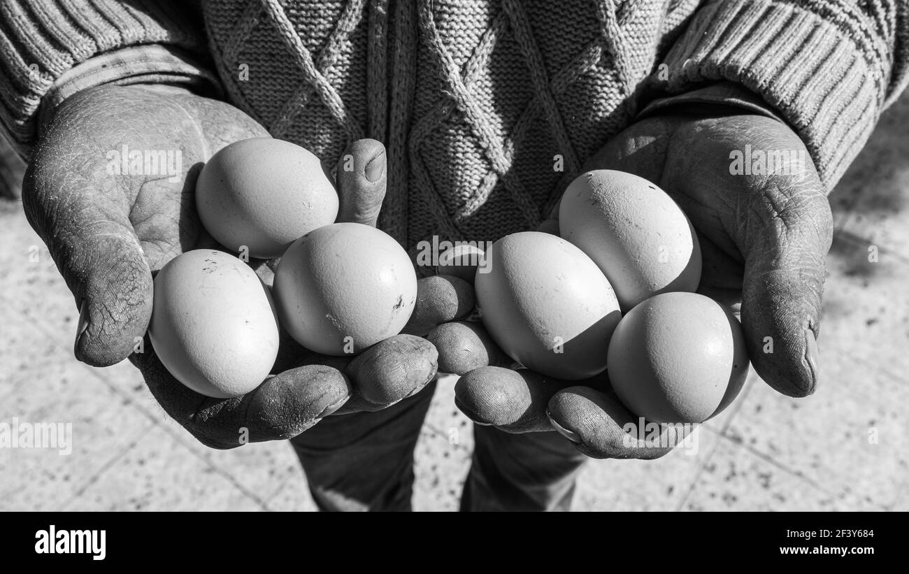 An old man is holding an egg and showing it. Natural product background. Black and white photo. Stock Photo