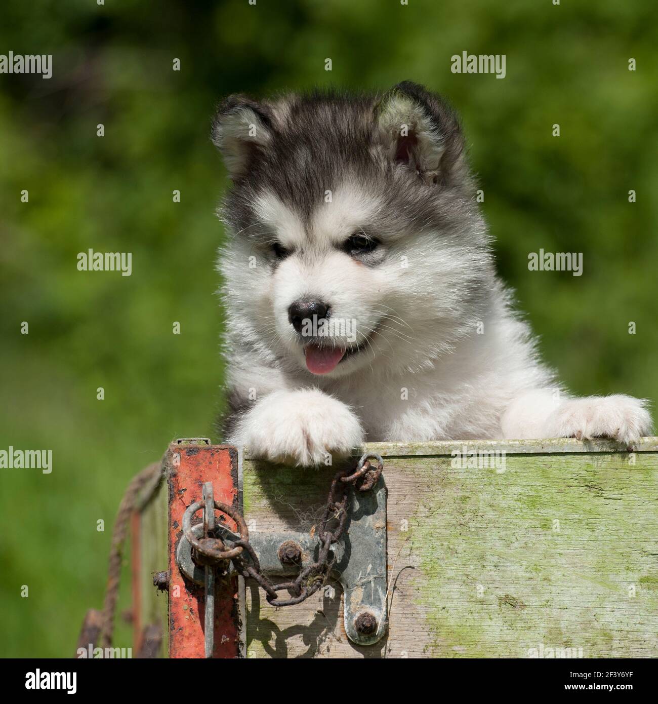 Alaskan malamute pup hi-res stock photography and images - Alamy