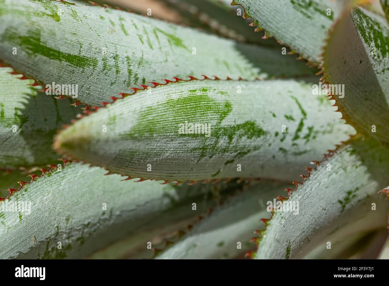 macro shot of pineapple leaves Stock Photo